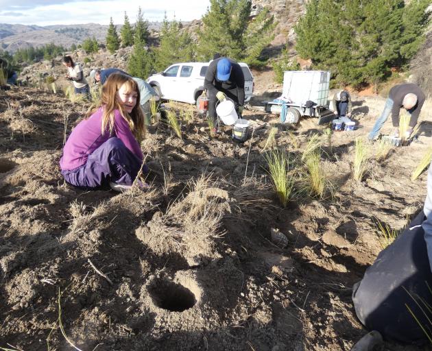 Sofia Wilson, 8, gets stuck in to planting at the Half Mile Recreation Reserve, in Alexandra, at...