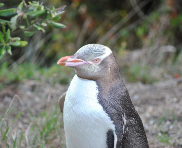 A yellow-eyed penguin. PHOTO: ODT FILES