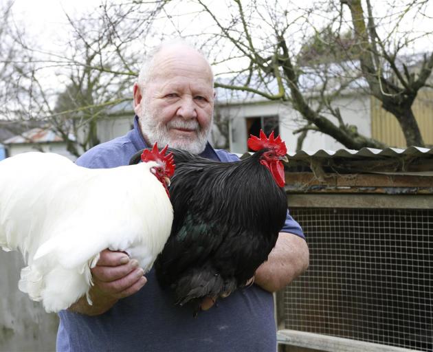 Russell Smith has been forced to get rid of his prize-winning bantam roosters. Photo: Supplied