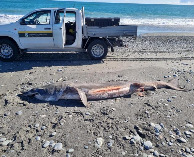 A basking shark was found washed up on a South Westland beach. PHOTO: DOC