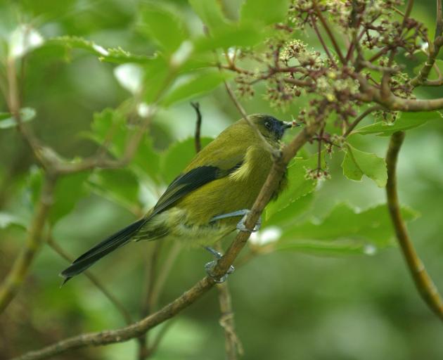 A bellbird feeds. PHOTO: ODT FILES