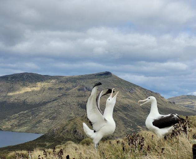 Two southern royal albatrosses communicate on Campbell Island. PHOTO: CHRISSY WICKES