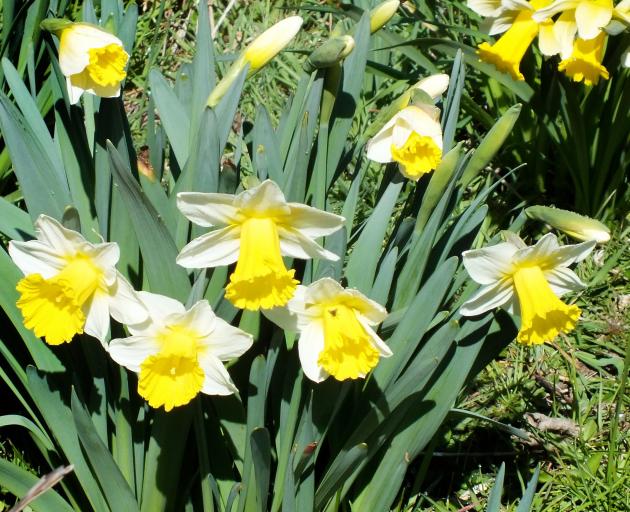 Daffodils whose bulbs lie well underground seem less likely to be damaged by narcissus fly. 