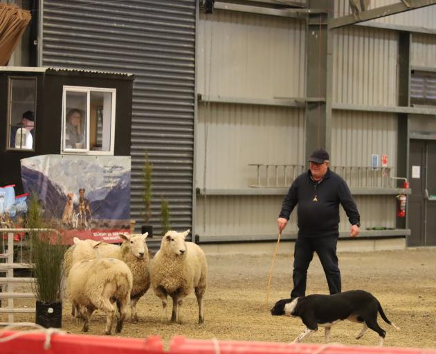 Alister Ward of Balclutha and his dog Lace try to persuade the sheep to walk through the race...