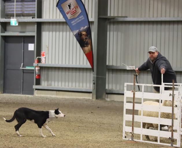 Levi McCall, of Waikoikoi, and dog Jane wait for the last sheep to enter the pen completely at...