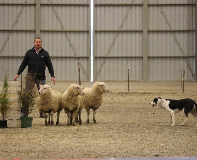 Quentin Whitehead, of Gore, and Ted come to a standstill with the three sheep they are attempting...