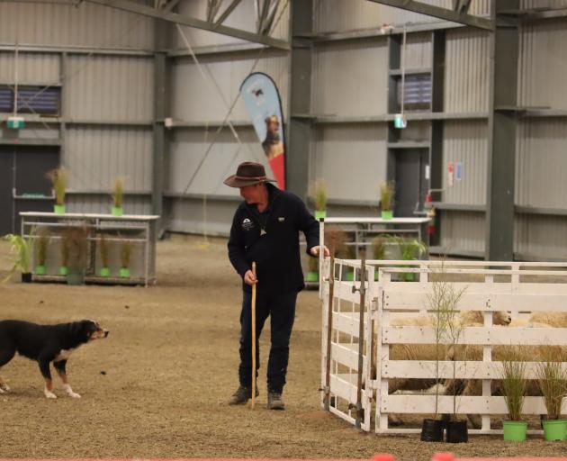 Ray Stewart, of Gore, looks to his dog Ally as he shuts the gate on the pen of three sheep.