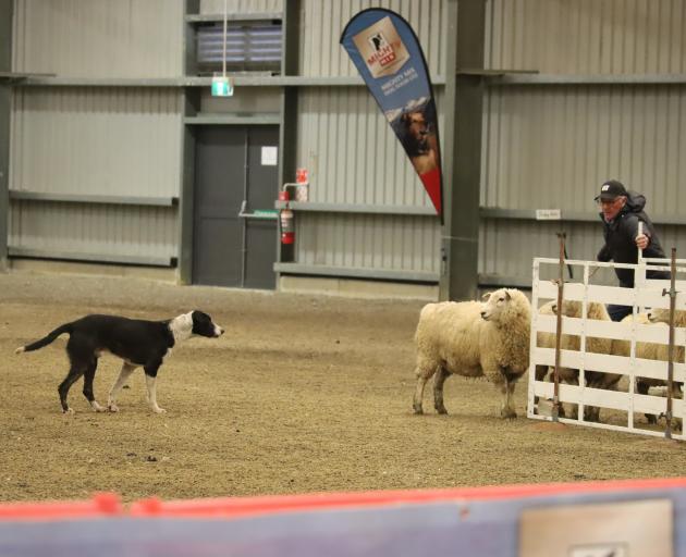 Russell Peek, of Gore, and Kip wait for the last sheep to turn and move into the pen towards the...