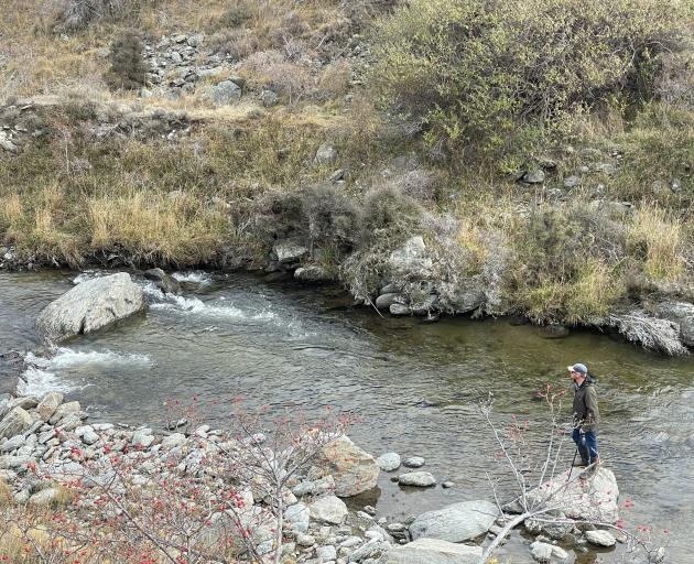 Otago Fish & Game officer Ben Sowry conducts a brown trout spawning survey in the Fraser River,...