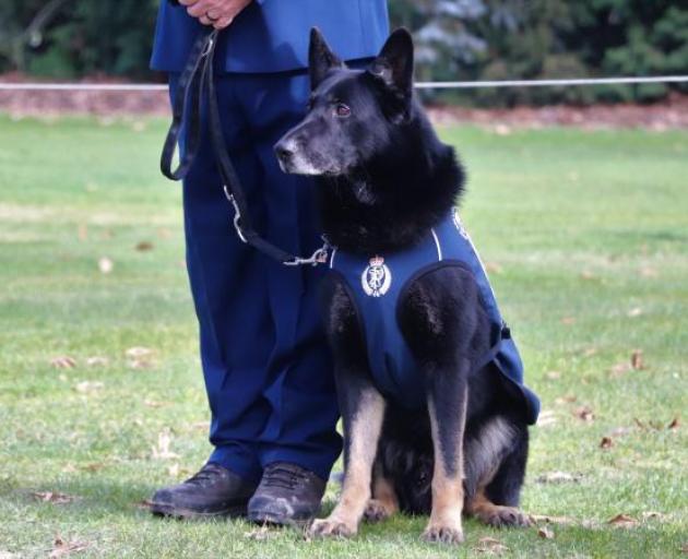 Former patrol dog Mint came out of retirement for the day to pay his respects. Photo: Police