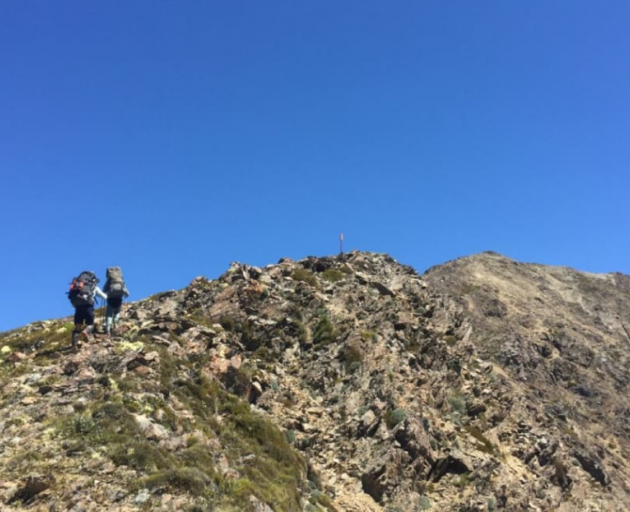 Trampers heading towards Mt Rintoul on the Alpine Route in the Mt Richmond Forest Park. Photo:...