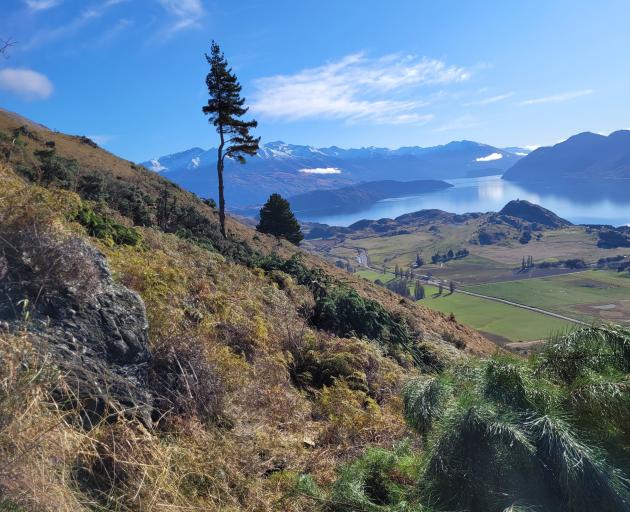 A large wilding pine tree, without its lower branches, was being felled by arborists on Roy’s...