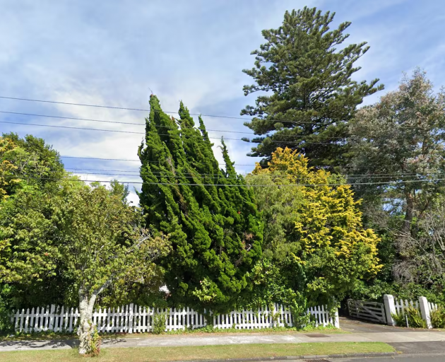 The Norfolk Island pine, on the right, towered over other trees at 225 St George St, Papatoetoe....