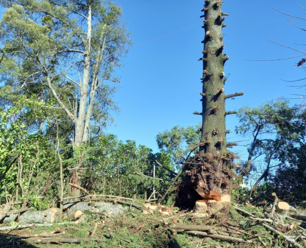 The Norfolk pine at 225 St George's St, Papatoetoe, with the branches removed and sawn most of...