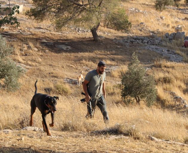 An armed Israeli settler on a Palestinian farmer’s land.