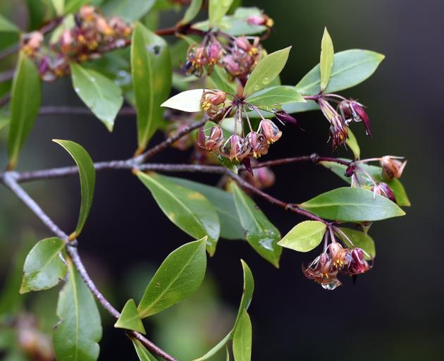 Pittosporum cornifolium can be found flowering in the Dunedin Botanic Garden in the New Zealand...