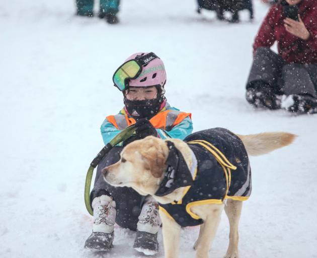 Maki Kameyama gets a tow down the mountain from her dog Sola during the 49th annual Dog Derby at...