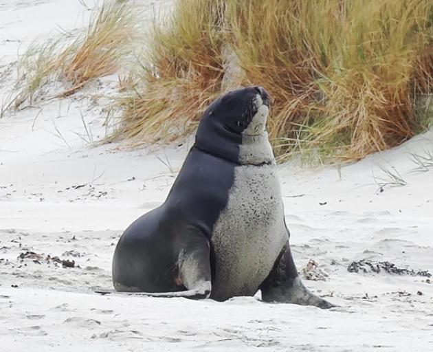 Two similar cases of a sea lion snared in fishing line occurred on Otago beaches in 2022, one of...