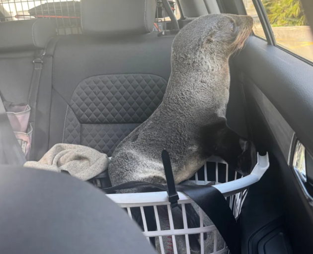 This seal got a ride in a patrol car after causing traffic hold-ups on a Tasman highway. Photo:...