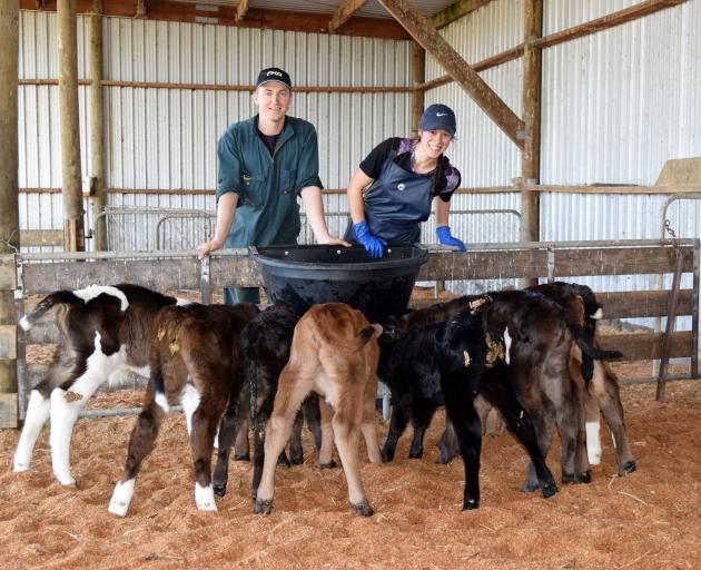 Contract milkers Jemima Aratema and Marcus Frost share a paddock with in-calf cows on Crichton...