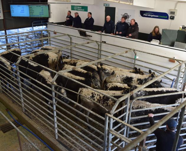 A pen of 19 Speckle Park steers from Bushbury Farms gets auctioned at Balclutha Cattle Sale.