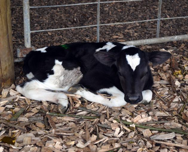 Healthy heifer . . . A heifer calf on Huntly Road Dairies in Outram. Photo: Shawn McAvinue