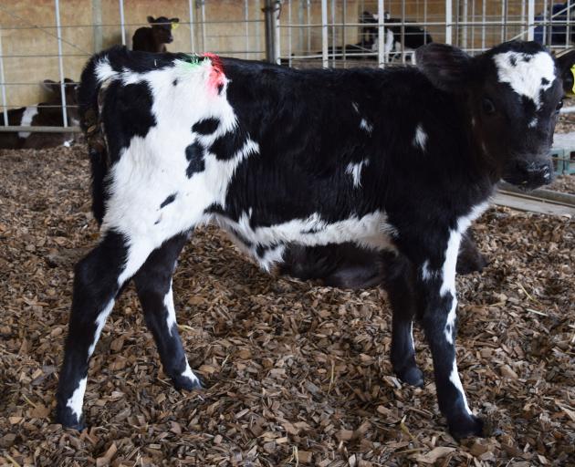 Healthy heifer . . . A heifer calf on Huntly Road Dairies in Outram. Photo: Shawn McAvinue