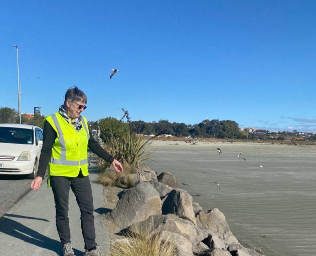 Penguins First volunteer Marijke Bakker checks for penguin activity ahead of the breeding season....