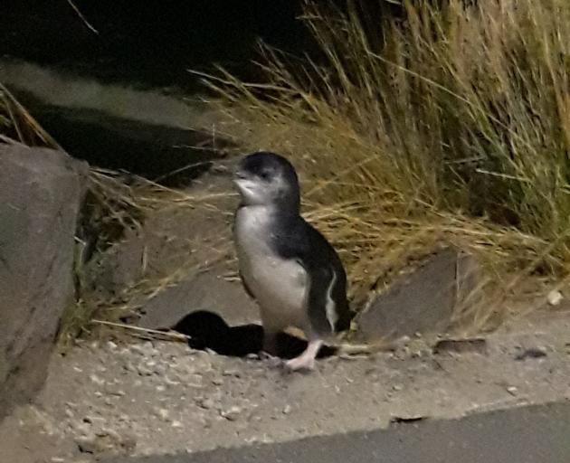 One emboldened penguin makes its way on to the pavement.PHOTO: SUPPLIED