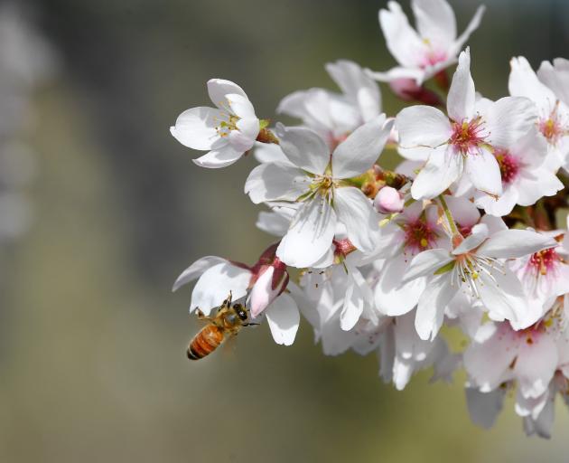 A bee gathers pollen following a mild winter. Photo: Stephen Jaquiery