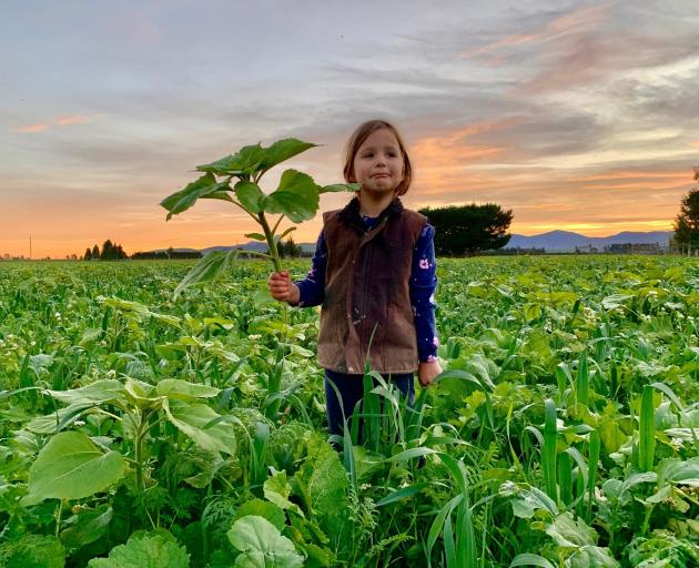 Ten-year-old Isla Humm is the fourth generation at Richwood farm, near Mt Somers. PHOTO: HUMM FAMILY