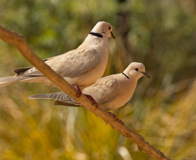 The Barbary dove has a very distinct call. PHOTO: NEALE MCLANACHAN   