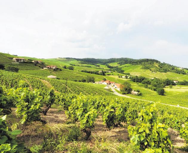 Vineyards in Beaujolais, France. PHOTO: GETTY IMAGES