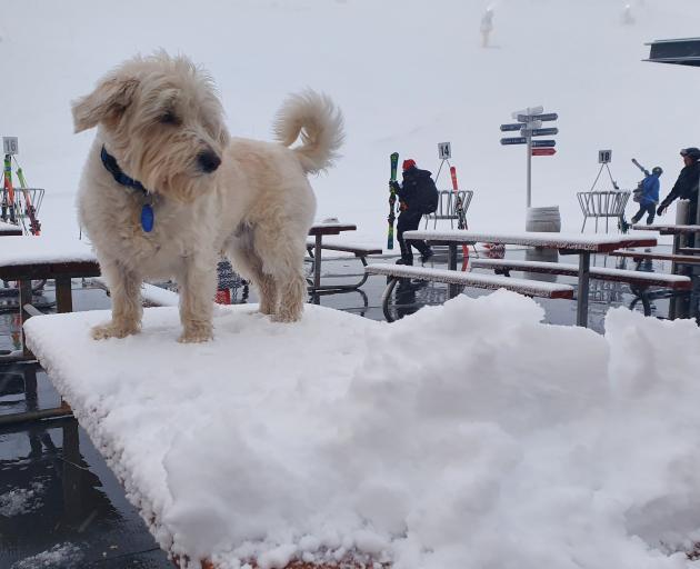 Coronet Peak manager Nigel Kerr’s dog, Oscar, feels the impact of the snow which arrived on the...