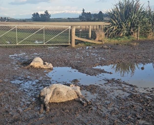 Footage of dead and dying sheep on a Southland farm was captured by a member of the public at the...