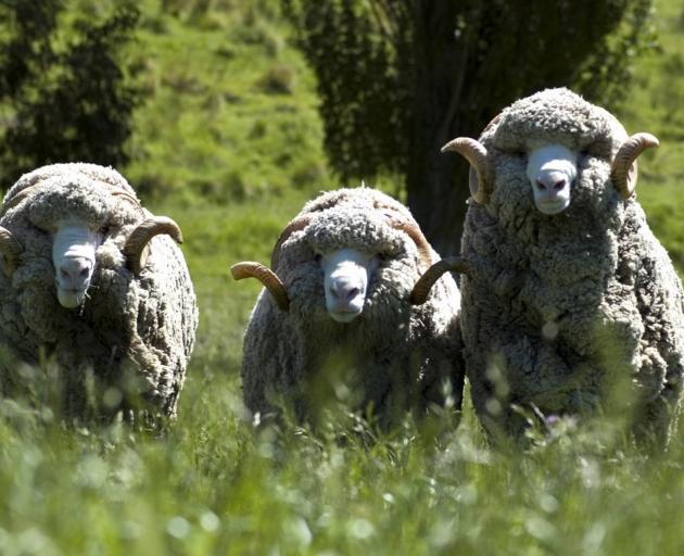 The New Zealand Merino Company has told the USX demand remains flat due to excess wool throughout...