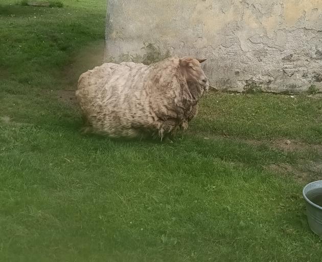 An East Friesian sheep set to be shorn by John Barker in the Czech Republic. PHOTOS: SUPPLIED