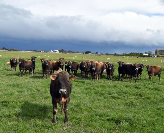 These rising 1-year-old Jersey bulls will be auctioned next month. PHOTO: SHAWN MCAVINUE