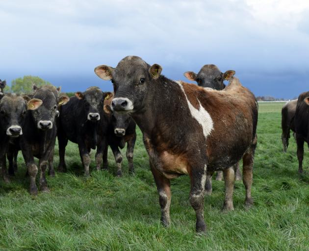 A herd of rising 1-year-old Jersey bulls to be offered by Brooklands Dairies in an online auction...