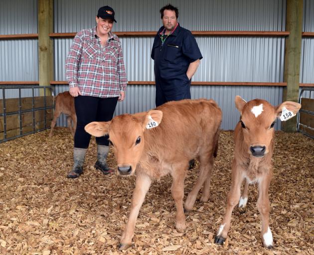 Dairy farmers Olivia Gunn and Phil Garaway and some of their Jersey calves on Brooklands Dairies...