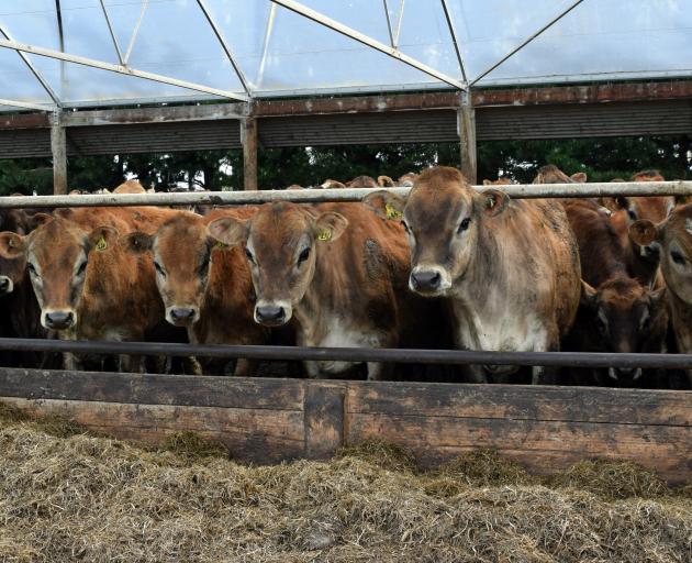 A herd of Jersey heifers in a shelter on a run-off block of Brooklands Dairies, in Winton. PHOTO:...