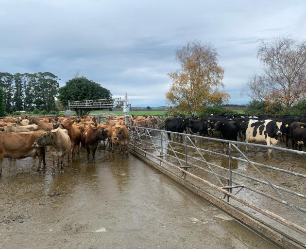 About 300 crossbred cows, left, get set to depart as 210 pedigree Jersey cows arrive at...