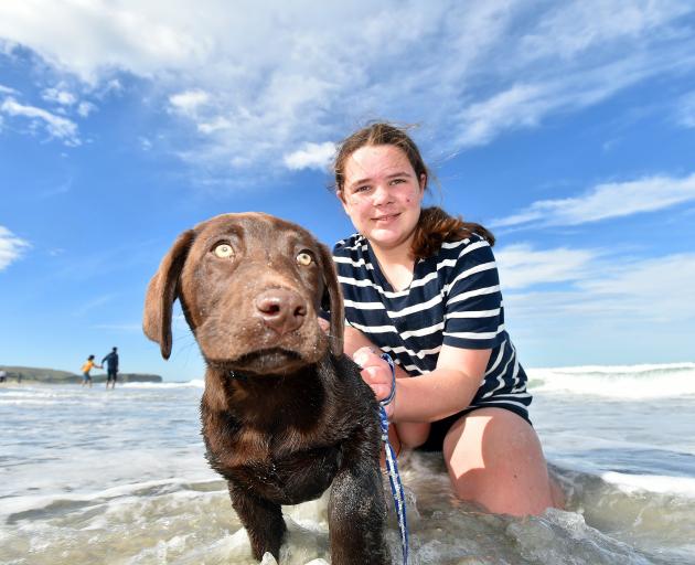 Bruce, the 10-week-old Labrador pointer cross, and Oceana Cookson, 12, of Mosgiel, have fun at St...