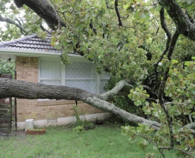 The oak has been unstable for years and had branches come down, nearby residents say. Photo:...