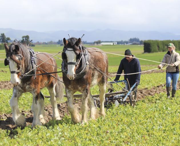 Sean Leslie and Casey Rae, both of Middlemarch, guide Clydesdale horses Nugget (left) and Anna at the Waimea Plains ploughing match in Southland on October 7. PHOTOS: KATIE SUTHERLAND