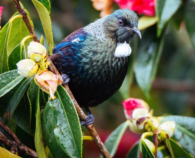 The male tui sings more complex songs during dawn than they do at noon and dusk, researchers say....