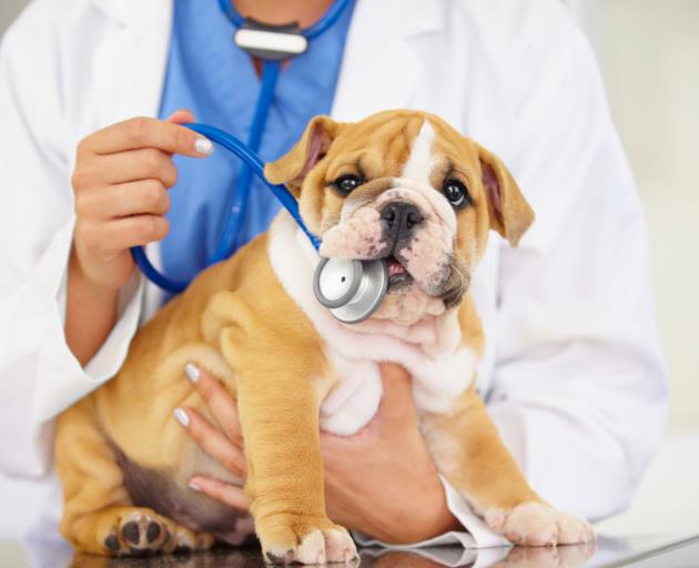 Southern Cross Pet Insurance has released its list of most unusual pet insurance claims for 2022....