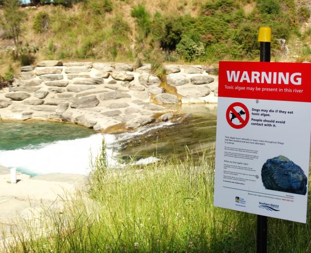 Signs warn of the toxic alga phormidium at the Hawea River whitewater park upstream of the...