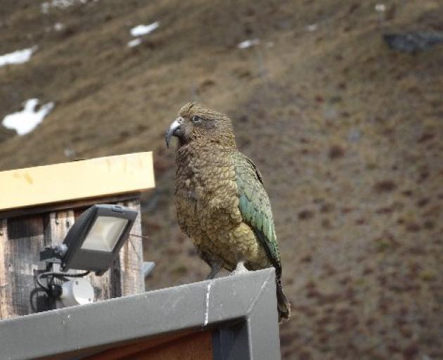 A kea looking for food at Treble Cone this year. Photo: Kerre Waterworth