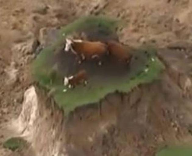 The stranded cows became the face of the 2016 Kaikoura earthquake. Photo: Supplied